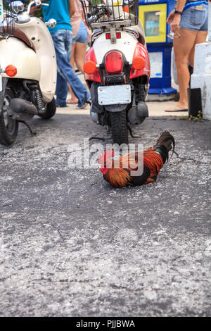 Coqs et poules, poulets ou tzigane appelé Cubalaya" par les habitants de Key West en Floride, faire ce qu'ils veulent autour de la ville. Banque D'Images