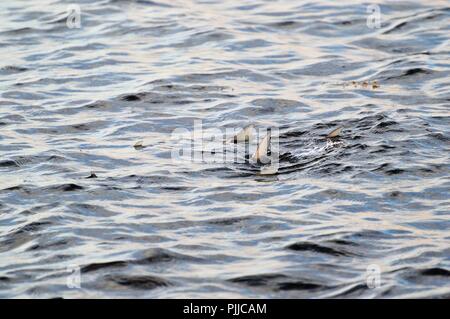 Bonefish sur les flats Banque D'Images