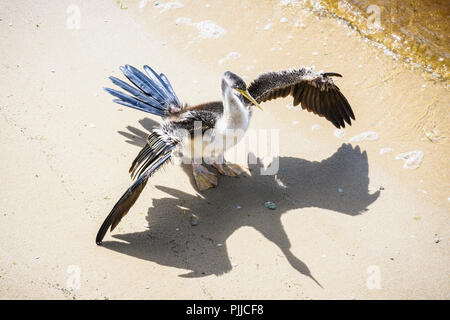 Le dard de l'Australie et de l'oiseau de l'eau dans ses ailes de séchage au soleil sur les rives de la rivière Swan, Perth, Australie occidentale Banque D'Images