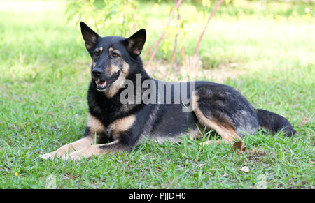 Chien couché dans l'herbe Banque D'Images