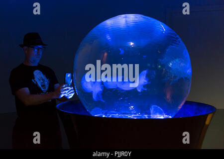 Washington, USA. 7 septembre 2018. Un visiteur prend une photo de la planète gelée pendant l'inauguration de l'Aquarium de mer du Pacifique au point Defiance Zoo & Aquarium. L'habitat à toucher et la fontaine est rempli de méduse de lune. L'aquarium ouvert au public le 7 septembre, en remplacement de l'ancien Aquarium de mer du Pacifique Nord dans le cadre d'un investissement de 65 millions de dollars dans le parc. Crédit : Paul Christian Gordon/Alamy Live News Banque D'Images