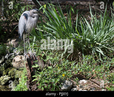 Bleu avec des œufs d'oiseaux Heron dans son environnement. Banque D'Images