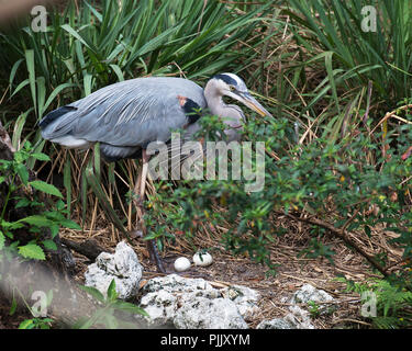 Bleu avec des œufs d'oiseaux Heron affichage bleu plumes avec un plumage d'arrière-plan, le feuillage des roches dans son environnement et ses environs. Bel oiseau. Banque D'Images