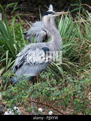 Héron bleu avec des oeufs d'oiseaux dans leur environnement. Banque D'Images