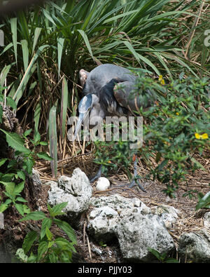 Bleu avec des œufs d'oiseaux Heron affichage bleu plumes avec un plumage d'arrière-plan, le feuillage des roches dans son environnement et ses environs. Bel oiseau. Banque D'Images