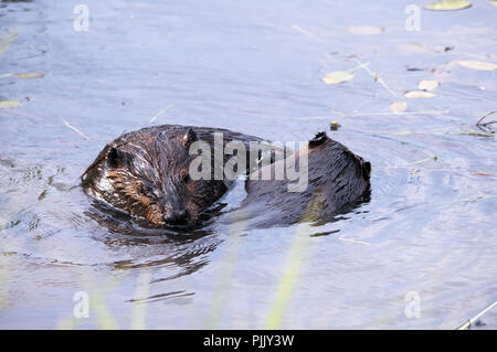 L'interaction des animaux castor dans l'eau et profiter de leur environnement et de l'environnement. Banque D'Images