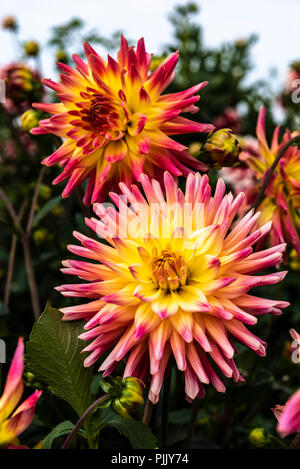 Dahlia fantastique, Asteraceae. Rose et jaune semi type cactus. Banque D'Images