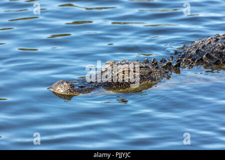 Une piscine dans le parc national des Everglades Alligator en Floride. Banque D'Images