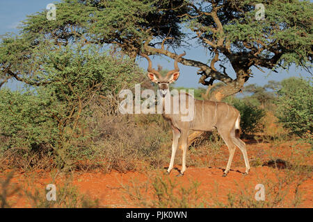 Antilope koudou mâle (Tragelaphus strepsiceros) dans l'habitat naturel, l'Afrique du Sud Banque D'Images