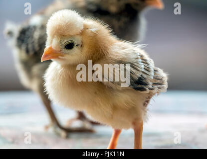 ,Poulet Gallus gallus domesticus est un type d'oiseaux domestiqués, une sous-espèce de la red coqs sauvages. Banque D'Images