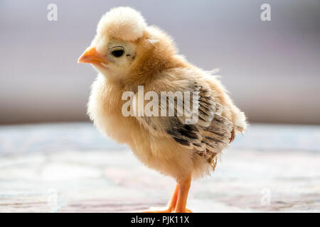 ,Poulet Gallus gallus domesticus est un type d'oiseaux domestiqués, une sous-espèce de la red coqs sauvages. Banque D'Images