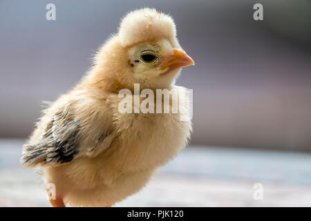 ,Poulet Gallus gallus domesticus est un type d'oiseaux domestiqués, une sous-espèce de la red coqs sauvages. Banque D'Images