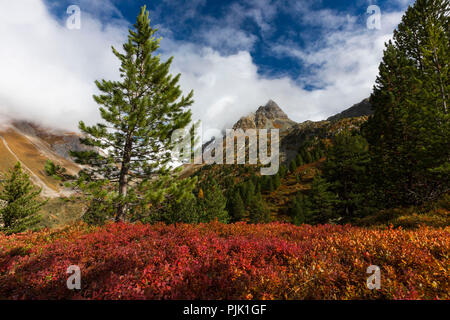 L'automne à l'Albula Pass, canton des Grisons, Suisse, des arbustes de myrtille colorés Banque D'Images