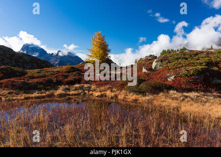 L'automne à 2300 mètres au-dessus du niveau de la mer, à la Crap Alv Lajets sur le Col d'Albula, canton des Grisons, Suisse, Banque D'Images