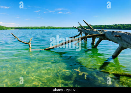 Tronc de l'arbre se trouve dans le lac, l'eau claire, le ciel bleu, l'été au grand Stechlin, Brandebourg, Allemagne Banque D'Images