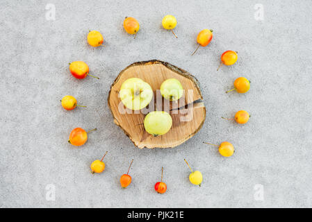 Apple Tree Stump et pommes sauvages colorés sur fond de béton. Banque D'Images