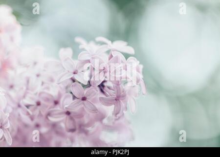 Lilas en fleurs parfumées au printemps, Banque D'Images