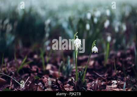 Flocons de printemps en fleurs en face de nombreux perce-neige Banque D'Images