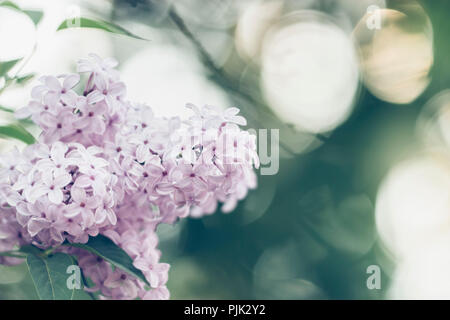 Lilas en fleurs parfumées au printemps, Banque D'Images