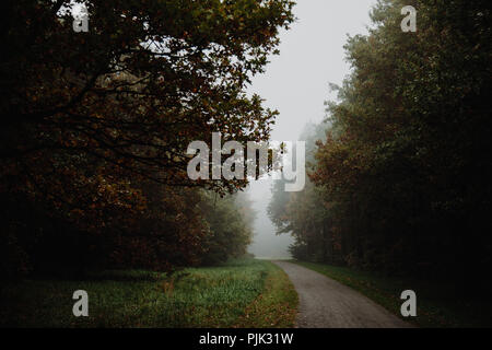 Une randonnée autour de l'Obersee à Bielefeld (Schildesche) sur un jour gris et brumeux en octobre, Banque D'Images