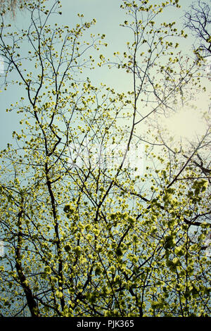 Vert vif et frais des feuilles de hêtre, soleil de printemps Banque D'Images