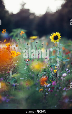 L'été des fleurs des champs dans la région de Bielefeld sur le bord de la route, Banque D'Images