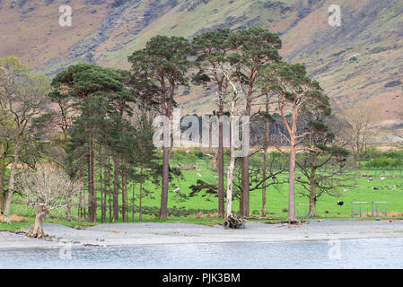 Une rangée d'arbres le long du côté lac avec des moutons sur l'herbe verte luxuriante, Angleterre Banque D'Images