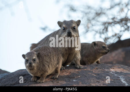 Rock Hyrax famille en Namibie, Quiver Tree Forest. Banque D'Images