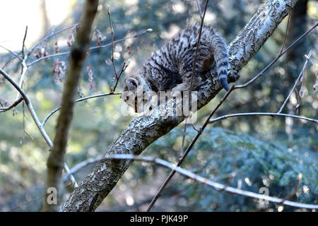 Wildcat Banque D'Images