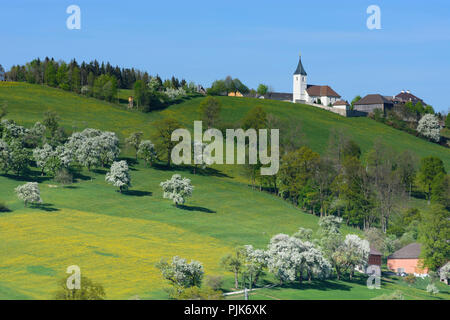 Waidhofen an der Ybbs, meadow, poiriers en fleurs, l'église de Saint Georgen dans der Klaus en Autriche, Basse-Autriche (Niederösterreich), région de Mostviertel Banque D'Images