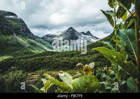 La Norvège, Møre og Romsdal, Trollstigen, végétation Banque D'Images