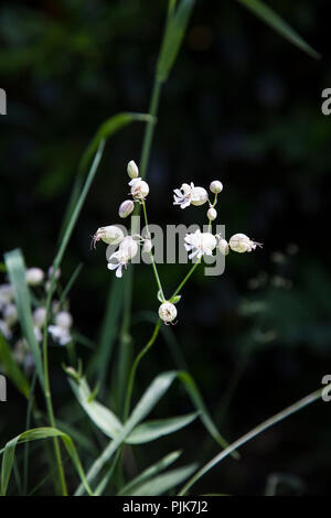 La silène, maidenstears, Silene vulgaris Banque D'Images