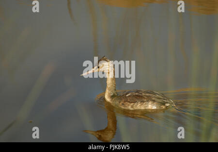 Le Grebe Australasien (Tachybaptus novaehollandiae) est un petit oiseau d'eau commun sur les lacs et les rivières d'eau douce. C'est le plus petit des grebes. Banque D'Images