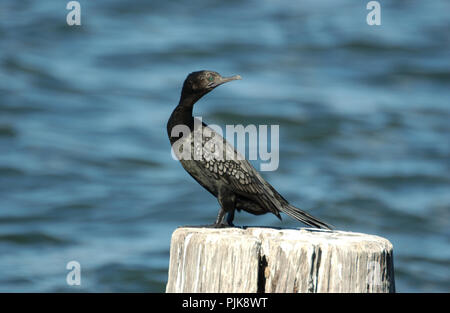 UN PETIT CORMORAN NOIR (PHALACROCORAX SULCIROSTRIS) PERCHÉ SUR UNE BORNE PORTUAIRE, AUSTRALIE OCCIDENTALE. Banque D'Images