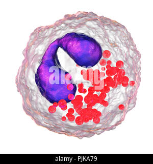 Globules blancs éosinophiles. Illustration d'ordinateur d'éosinophiles de cellules de sang blanches, montrant leurs noyaux lobées (centre). Les éosinophiles, comme toutes les cellules de sang blanches, font partie du système immunitaire. Ils sont responsables de la lutte contre les parasites multicellulaires et certaines infections. En même temps que les cellules de mât, ils contrôlent également les mécanismes associés à l'allergie et l'asthme. Ils sont les granulocytes qui se développent au cours de l'hématopoïèse dans la moelle osseuse avant de migrer dans le sang. Banque D'Images