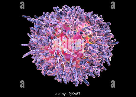 La leucémie à tricholeucocytes. Illustration d'ordinateur d'anomalies des globules blancs (lymphocytes B-) d'un patient atteint de leucémie à tricholeucocytes. Ces cellules présentent des projections cytoplasmiques des cheveux et des volants sur leurs surfaces. La leucémie est un cancer du sang dans lequel le sang des tissus de production dans la moelle osseuse produit un nombre excessif de globules blancs immatures, comme on le voit ici, qui nuisent à la fonction des cellules sanguines normales. Le système immunitaire est donc affaiblie. La leucémie à tricholeucocytes est une forme rare de leucémie qui affecte principalement les hommes. La plupart des patients survivent pendant cinq ans ou plus après le diagnostic. Banque D'Images