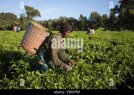 Maramba tea factory, Limuru, Kenya, février 2015. Banque D'Images