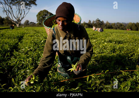 Maramba tea factory, Limuru, Kenya, février 2015. Banque D'Images