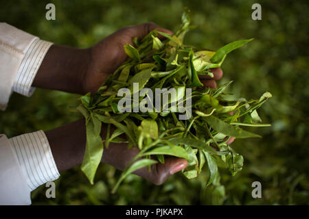 Maramba tea factory, Limuru, Kenya, février 2015. Banque D'Images