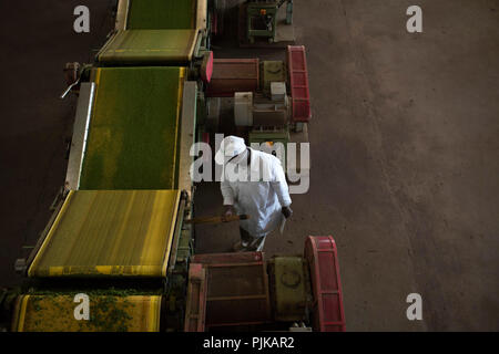 Maramba tea factory, Limuru, Kenya, février 2015. Banque D'Images