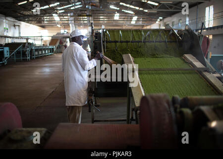 Maramba tea factory, Limuru, Kenya, février 2015. Banque D'Images