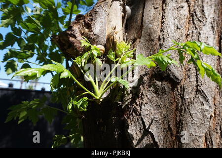 Snail assis sur un arbre sur un jour d'été ensoleillé Banque D'Images