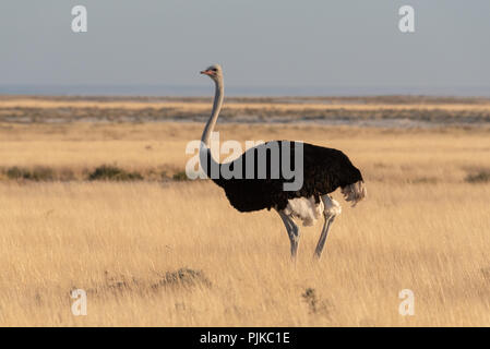 Seule grande autruche mâle noir debout dans soir allumé la lumière du soleil brillant jaune de l'herbe, Etosha National Park, Namibie Banque D'Images