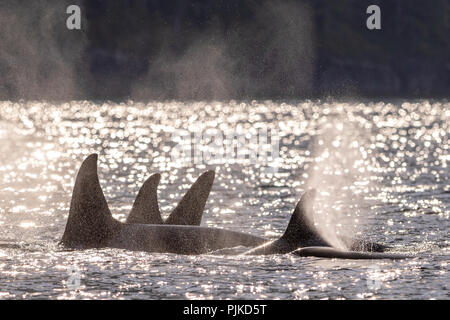 Le nord de l'épaulard résident pod (épaulards, Orcinus orca) voyager dans l'Tsrait Johnstone sur une belle après-midi au plus tard au début du mois de septembre, Banque D'Images