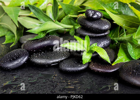 Concept spa avec massage et pierres de basalte noir feuillage vert luxuriant couvert de gouttes d'eau sur un fond noir Banque D'Images