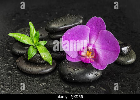 Concept Spa Massage avec pierres de basalte noir, rose orchidée, fleur et feuillage vert luxuriant couvert de gouttes d'eau sur un fond noir Banque D'Images