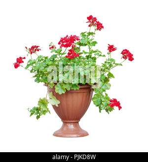 Accueil plante rouge géranium (Pelargonium minerai minerai, géranium sanguin) dans un cache-pot brun, isolé sur fond blanc Banque D'Images