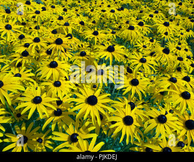 De plus en plus d'or Rudbeckia sturm frontière jardin Banque D'Images