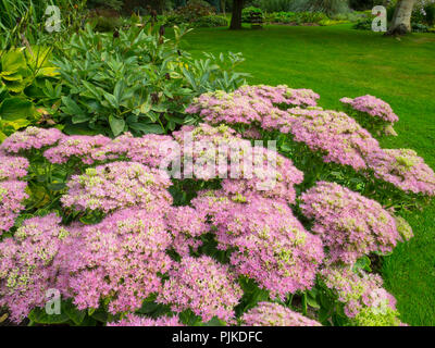 Sedum Hylotelephium spectabile Banque D'Images