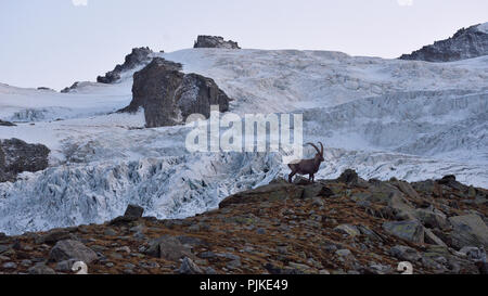 Un mâle bouquetin (Capra ibex) et le glacier du Grand Paradis massif, le Parc National du Gran Paradiso Banque D'Images